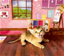 Abessijnse kittens - 3 - Thumbnail