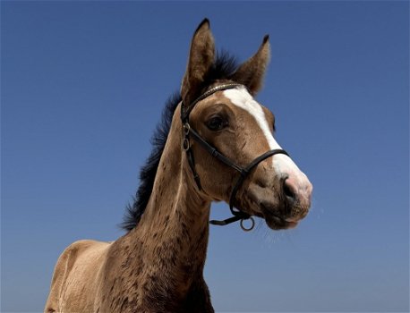 Prachtig valk hengst eyecatcher allround gefokt (DROOMPAARD) - 1