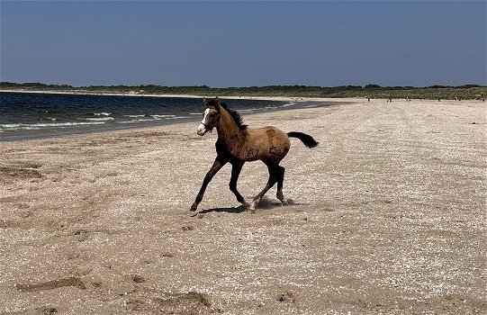 Prachtig valk hengst eyecatcher allround gefokt (DROOMPAARD) - 2