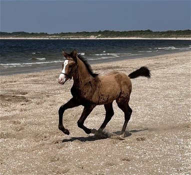 Prachtig valk hengst eyecatcher allround gefokt (DROOMPAARD) - 4