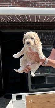 Australian labradoodle nest ALF multigen - 0