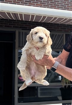 Australian labradoodle nest ALF multigen - 3