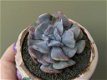 Echeveria Cubic Frost - 1 - Thumbnail