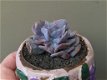 Echeveria Cubic Frost - 2 - Thumbnail