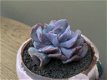 Echeveria Cubic Frost - 4 - Thumbnail