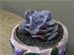 Echeveria Cubic Frost - 5 - Thumbnail