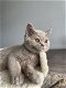 Britse korthaar kater kitten met stamboom - 0 - Thumbnail