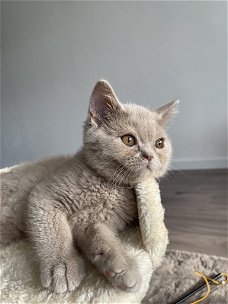 Britse korthaar kater kitten met stamboom