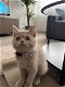 Britse korthaar kater kitten met stamboom - 1 - Thumbnail