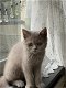Britse korthaar kater kitten met stamboom - 2 - Thumbnail