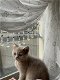 Britse korthaar kater kitten met stamboom - 3 - Thumbnail