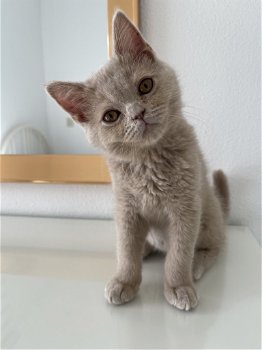 Britse korthaar kater kitten met stamboom - 4