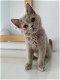 Britse korthaar kater kitten met stamboom - 4 - Thumbnail
