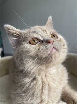 Britse korthaar kater kitten met stamboom - 5