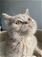 Britse korthaar kater kitten met stamboom - 5 - Thumbnail