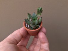 Echeveria Purpusorum Dionysos