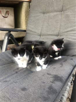 5 mooie zwart/wit kittens - 0