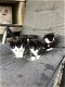 5 mooie zwart/wit kittens - 0 - Thumbnail