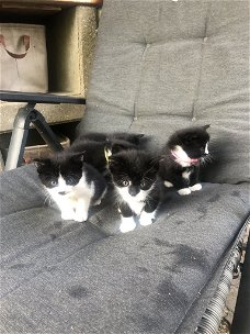 5 mooie zwart/wit kittens