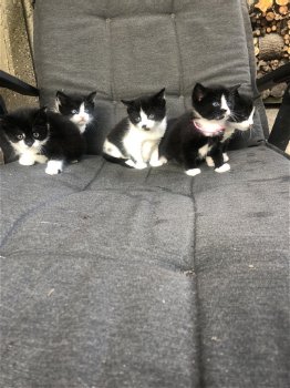 5 mooie zwart/wit kittens - 1