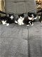 5 mooie zwart/wit kittens - 1 - Thumbnail