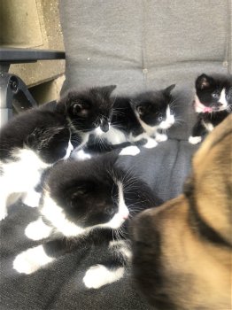 5 mooie zwart/wit kittens - 2