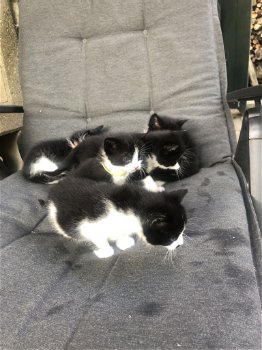 5 mooie zwart/wit kittens - 3