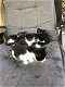 5 mooie zwart/wit kittens - 3 - Thumbnail