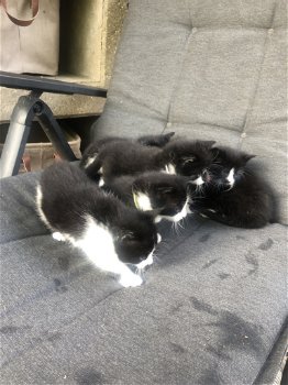 5 mooie zwart/wit kittens - 4