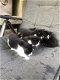 5 mooie zwart/wit kittens - 4 - Thumbnail