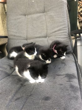 5 mooie zwart/wit kittens - 5