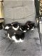 5 mooie zwart/wit kittens - 5 - Thumbnail