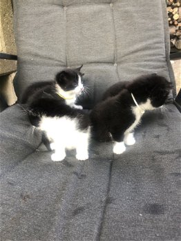 5 mooie zwart/wit kittens - 6