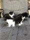 5 mooie zwart/wit kittens - 6 - Thumbnail