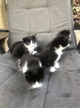 5 mooie zwart/wit kittens - 7