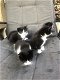 5 mooie zwart/wit kittens - 7 - Thumbnail