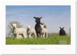 Ansichtkaart: Texelse schapen - 0 - Thumbnail