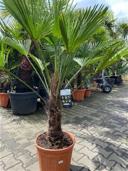TE KOOP palmboom trachycarpus wagnerianus 40cm stamhoogte - 0