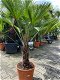TE KOOP palmboom trachycarpus wagnerianus 40cm stamhoogte - 0 - Thumbnail
