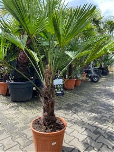 TE KOOP palmboom trachycarpus wagnerianus 40cm stamhoogte