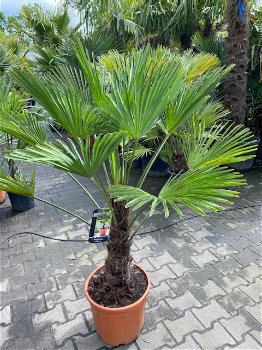TE KOOP palmboom trachycarpus wagnerianus 40cm stamhoogte - 1