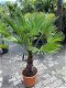 TE KOOP palmboom trachycarpus wagnerianus 40cm stamhoogte - 1 - Thumbnail