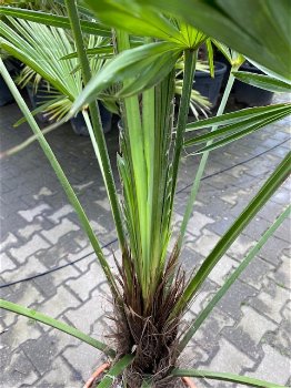 TE KOOP palmboom trachycarpus wagnerianus 40cm stamhoogte - 2