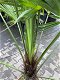 TE KOOP palmboom trachycarpus wagnerianus 40cm stamhoogte - 2 - Thumbnail