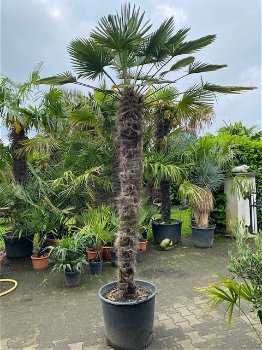 Prachtige grote palmboom wagnerianus 200cm stamhoogte AANBIEDING - 0