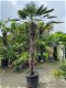 Prachtige grote palmboom wagnerianus 200cm stamhoogte AANBIEDING - 0 - Thumbnail