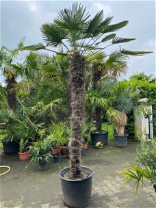 Prachtige grote palmboom wagnerianus 200cm stamhoogte AANBIEDING