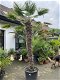 Prachtige grote palmboom wagnerianus 200cm stamhoogte AANBIEDING - 1 - Thumbnail