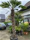 Prachtige grote palmboom wagnerianus 200cm stamhoogte AANBIEDING - 2 - Thumbnail