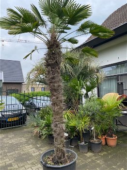 TE KOOP Palmboom trachycarpus wagnerianus 200cm stamhoogte - 0